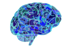 Brain - image from pixabay.com CC0